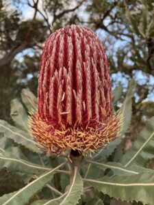 Naturalist on the Bibbulmun – the Banksia Bee mating season thumbnail