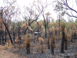 Canning Campsite survives bushfire thumbnail