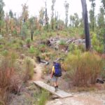 Social Sunday Walk – Mt Cooke Pines to Nerang Campsite thumbnail