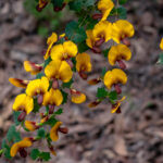 Bibbulmun Blossoms thumbnail