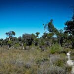 Social Sunday Walk – River Rd to Murray River via Swamp Oak Campsite thumbnail