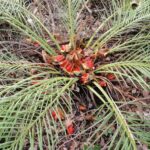 Social Sunday Walk – Kinsella Rd to Canning Campsite thumbnail