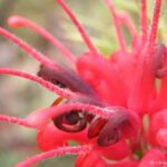 Wildflower Wander thumbnail