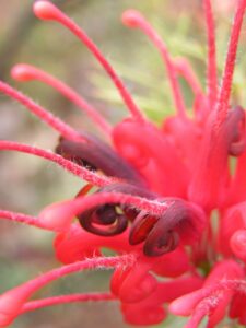 Wildflower Wander thumbnail