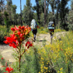 Wildflower Season is Nearly Here thumbnail