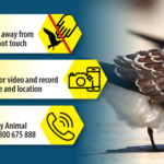 Bird Flu Detected in WA: What Track Users Need to Know thumbnail